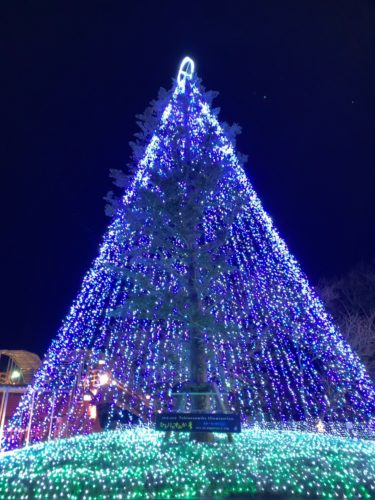 御殿場 時之栖イルミネーション ダヤンテールblog
