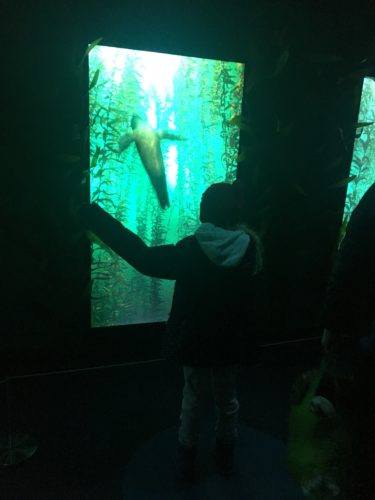 Playing with seals at the national geographic encounter