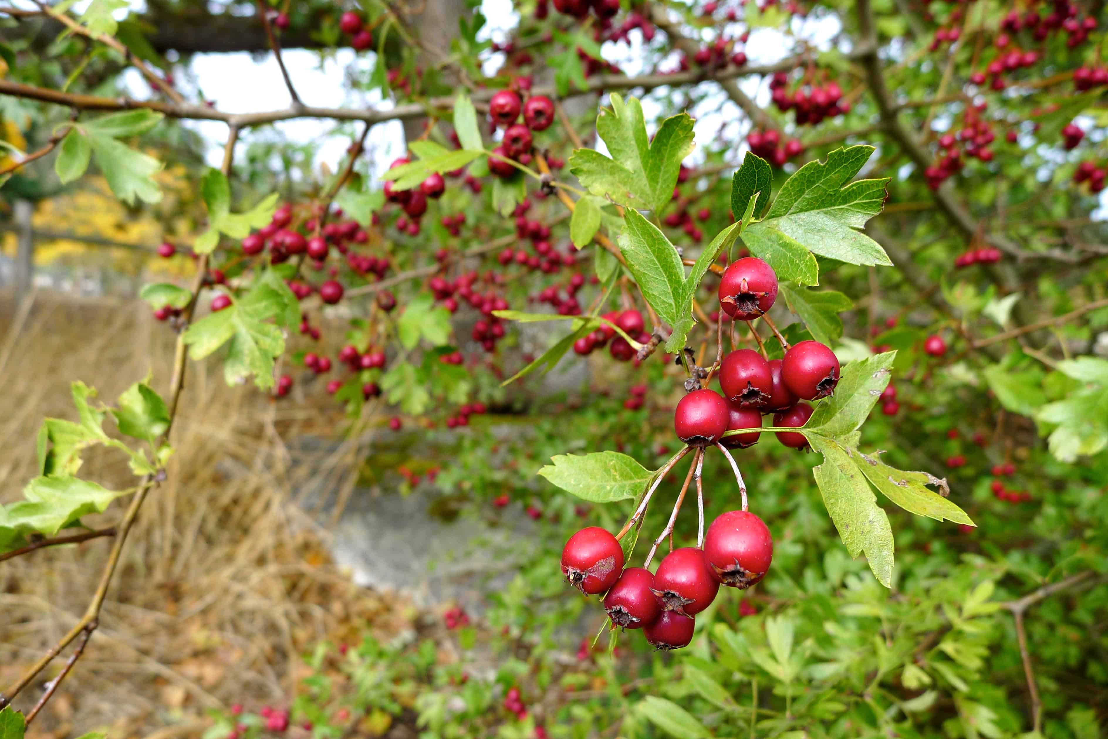 Red Hawthorn Flower Meaning Best Flower Site