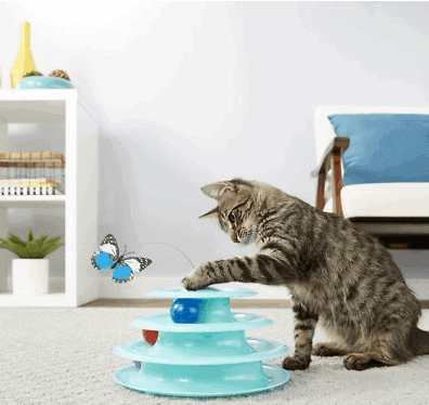 Cat track with butterflies