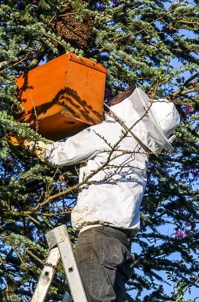Essaimage d’abeilles: focus sur la duplication de la colonie 6 Essaimage des abeilles : avant la dispersion de la nouvelle colonie
