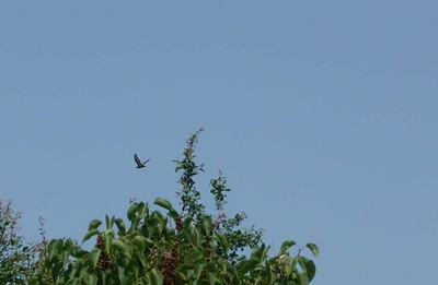 Pan_2013-07-09_13-01-28_10
