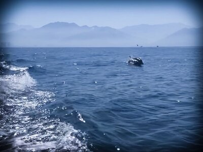 Swimming with wild dolphins in Puerto Vallarta, Mexico
