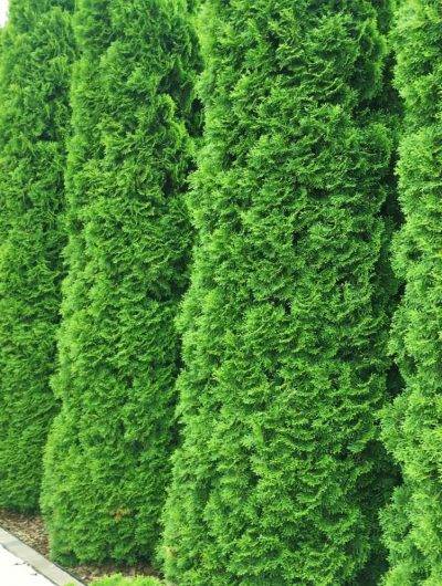 Thuja Smaragd Thujor Thuja Smaragd Thujor