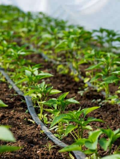 greenhouse with pepper plant and drip irrigation - selective focus greenhouse with pepper plant and drip irrigation - selective focus
