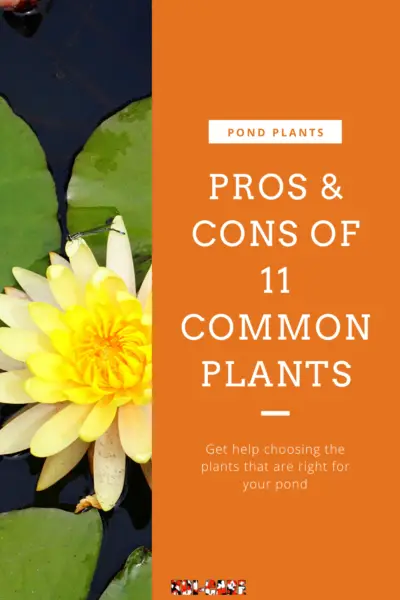 Aquatic Plants For Your Koi Pond Why They Re Important And How To