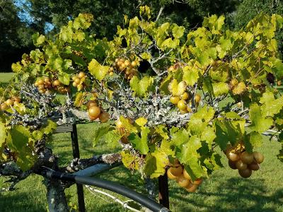golden scuppernongs on the vine