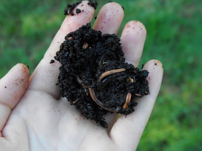 vermicomposting 2