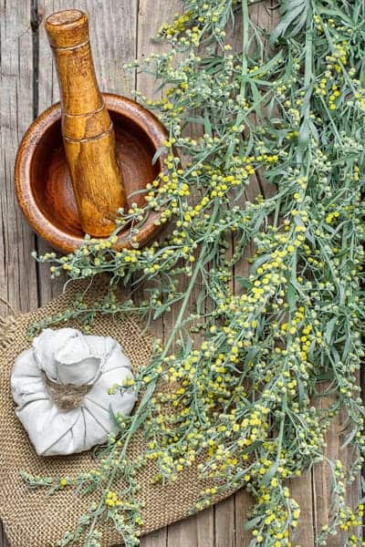 artemisia mugwort masks