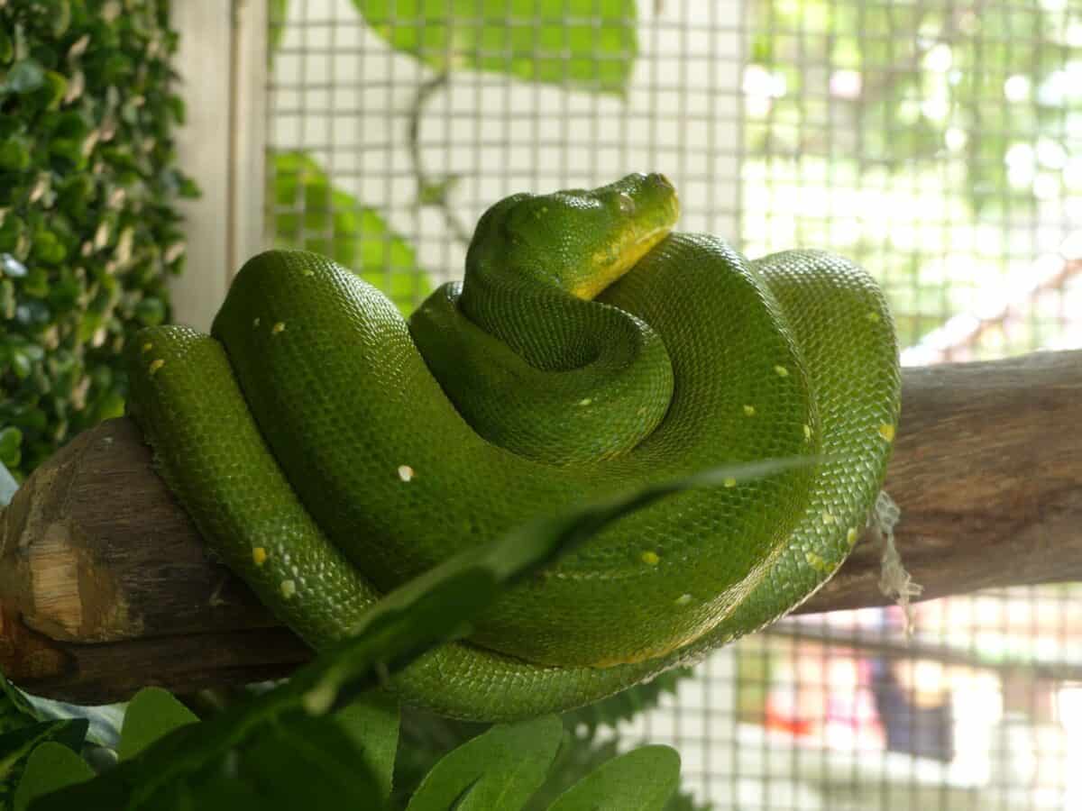 Die Snakefarm ist ein echtes Highlight für Kinder in Bangkok Bangkok Snakefarm Giftschlangen