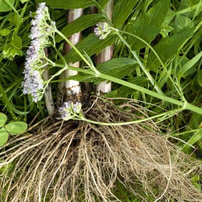 Valerian Root Essential Oil 100 Pure Natural Manufacture Suppliers