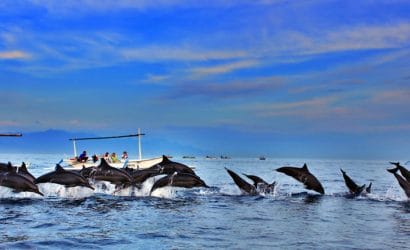 Bali Dolphin Watching Tour