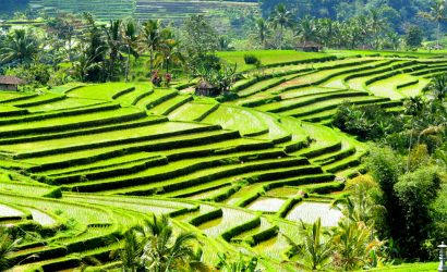 bali tour package