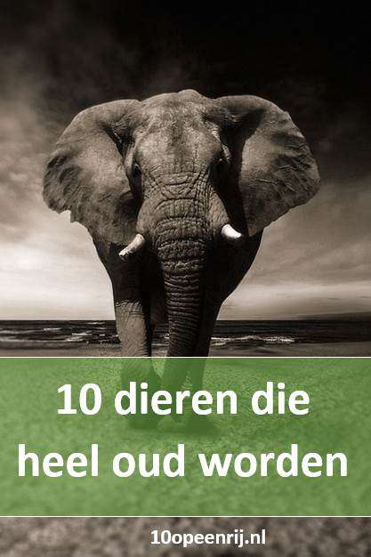 10 dieren die heel oud worden 10 dieren die heel oud worden