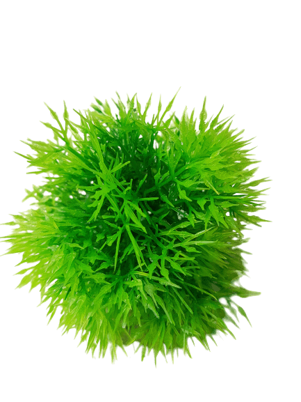 Betta 3 5 Inch 9cm Diameter Artificial Moss Ball Aquariumh2o Com See more ideas about moss balls, moss, marimo moss ball.