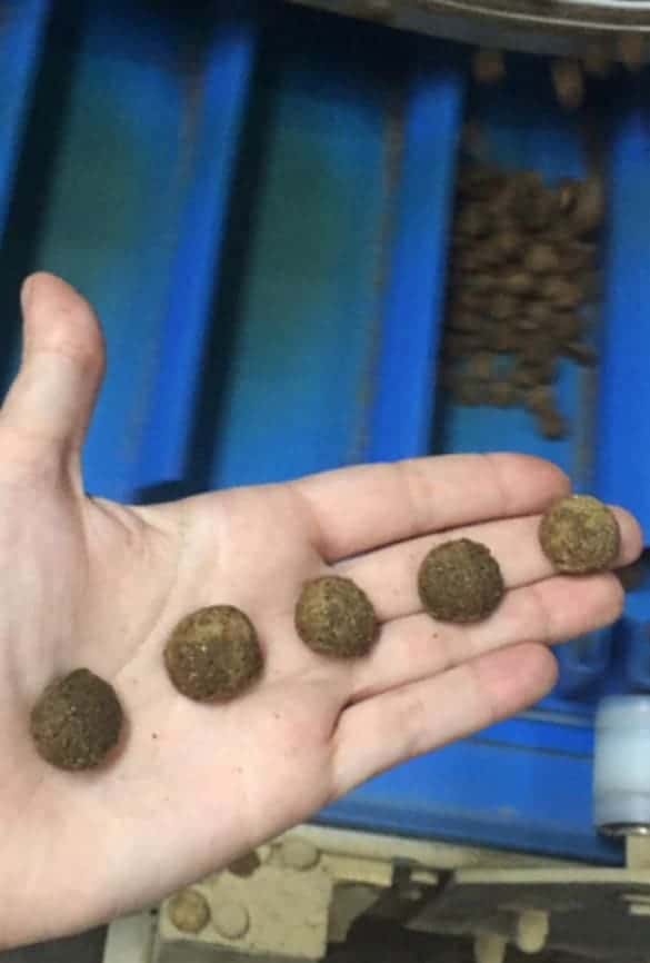 Les croquettes aux insectes Tomojo sont d'un format classique !