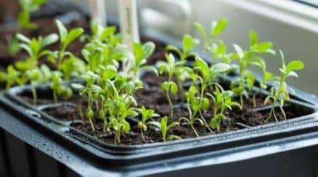 Hydroponics Seed Starting Supplies Vivohome Waterproof Seedling