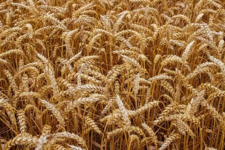 o crescimento do grão no campo