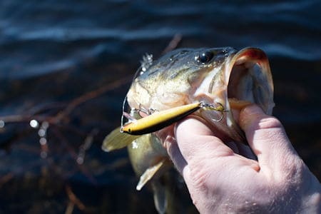 Summer Bass Fishing Tips