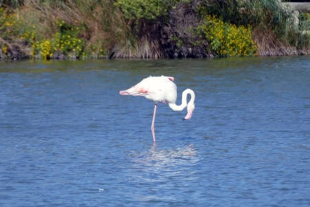 Camargue Flamingos