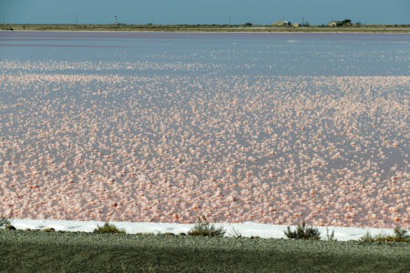 Camargue Saline