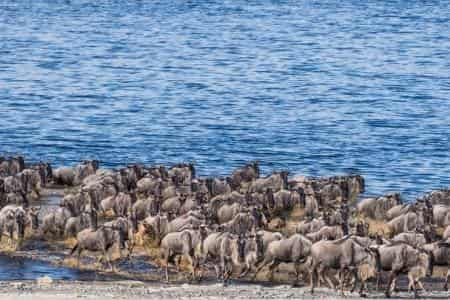 Ndutu Migration Ndutu region migration by Kalle Viira