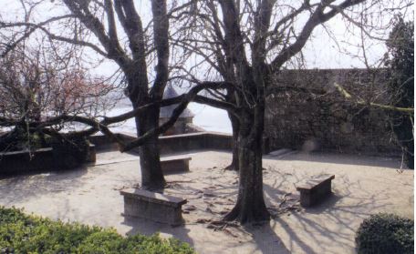 Mont Saint Michel - bomen