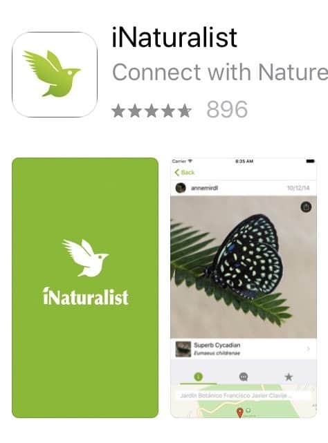 iNaturalist : la flore et la faune en poche ! 2 iNaturalist