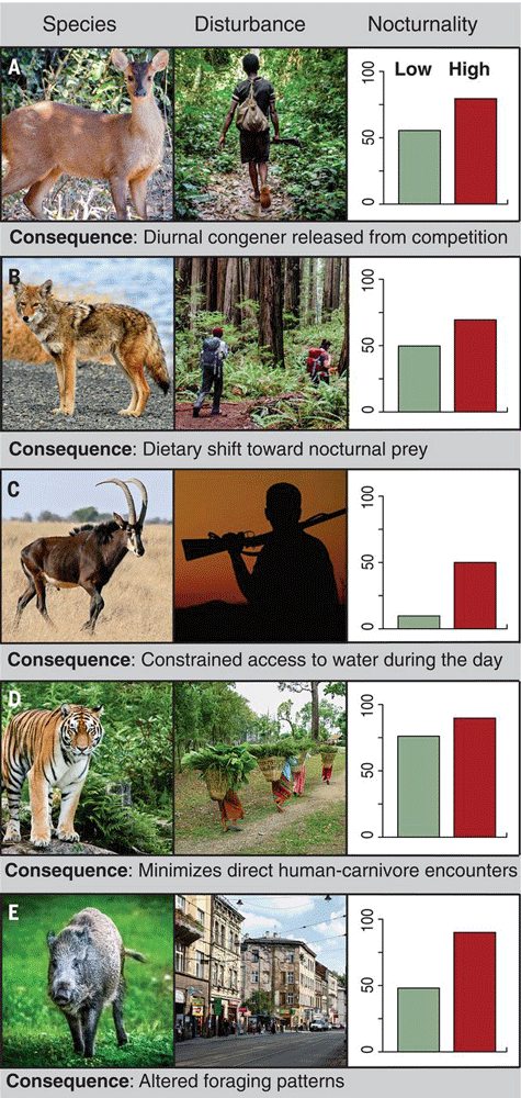 Case studies highlighting the influence of human activity on nocturnal shifts in animal behavior. Figure: Gaynor et al., 2018.
