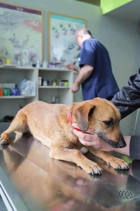 Seek advice from a professionals to stop your dog from peeing in your house