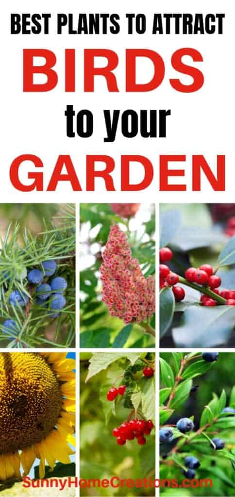 Best plants to attract birds to your garden