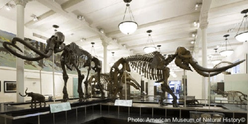 Spend the night at the museum with these bones