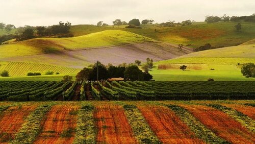 Syrah Grape Characteristics and Climate, Shiraz in Barossa Valley
