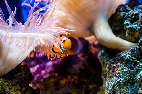 Freizeitpark, Heidepark, Legoland und Sea Life Gutschein 4 Sea Life