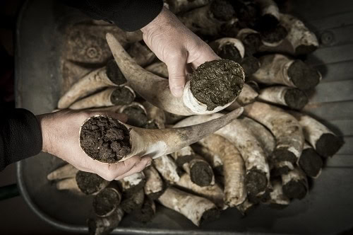 Preparation 500 and Biodynamic Wine Making in Bordeaux, France | Winetraveler.com