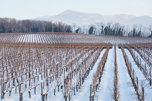 Franciacorta Sparkling Wine is made in the Méthode Champenoise from Chardonnay, Pinot Noir and Pinot Blanc.