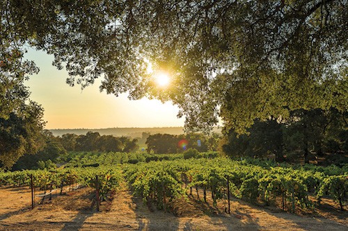 Terra d'Oro Winemaker Emily Haines | Winetraveler.com