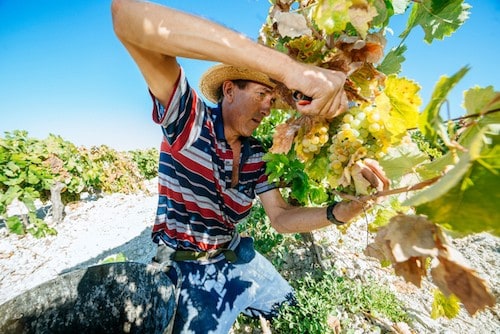 Jerez De La Frontera Sherry Wine Region and Educational Guide - Harvesting Grapes in Jerez Spain | Winetraveler.com