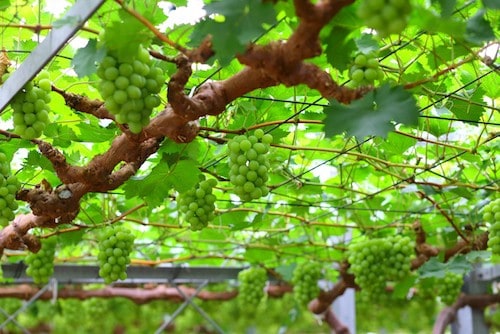 Muscat of Alexandria in Okayama Prefecture, Japan.