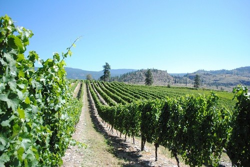 At Wild Goose Vineyards with Peach Cliff visible in the background. Image courtesy Jeannette LeBlanc. | Winetraveler.com