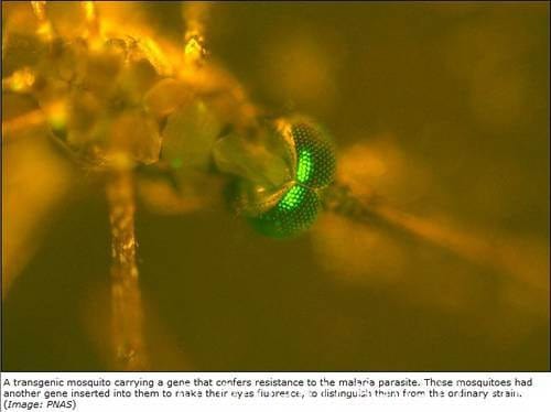GMO mosquito