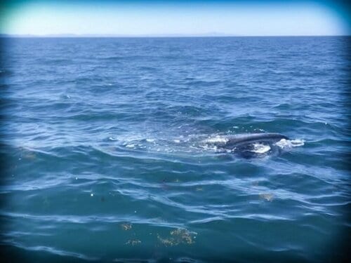 whale sharks in Mexico