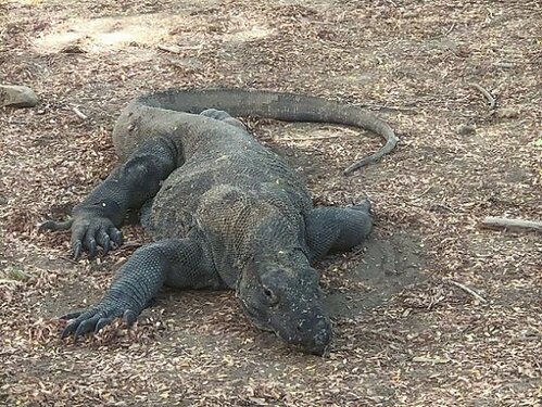 A Komodo dragon resting during a Komodo tour