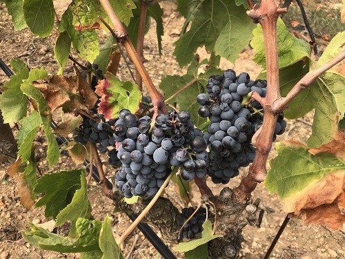 Carignan, also known as Carignano in Sardinia, is one of the island's most well-known and popular grape varieties.