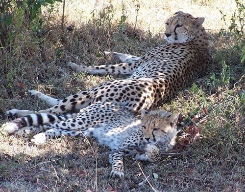 Best Time To Go on a Safari in Kenya