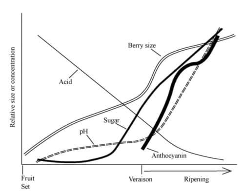 How to Determine Optimal Ripeness for Wine Grape Harvesting | When Are Wine Grapes Ready for Harvest? | Winetraveler.com
