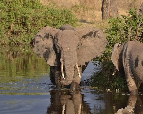 Wildlife Safari in Tanzania