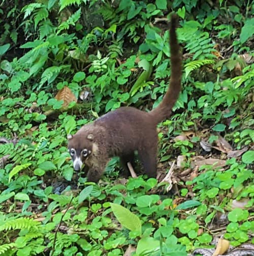 Pizote solitario sobre hojarasca