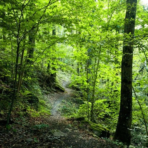 forest bathing in tuscany