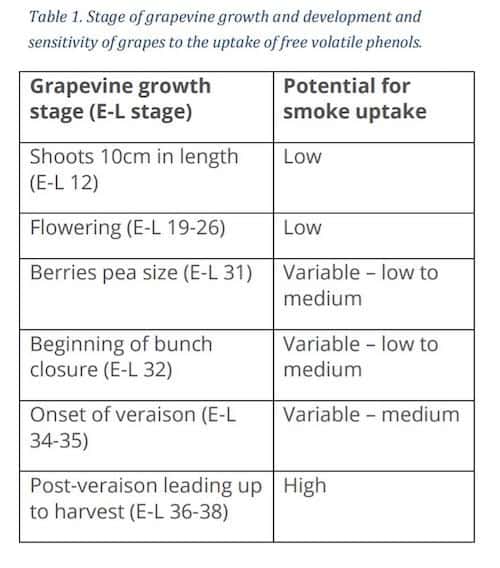 Stage of Growth of Grape Vines and How Smoke Affects Wine Grapes | Winetraveler.com